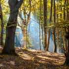 Wald am Königsstuhl