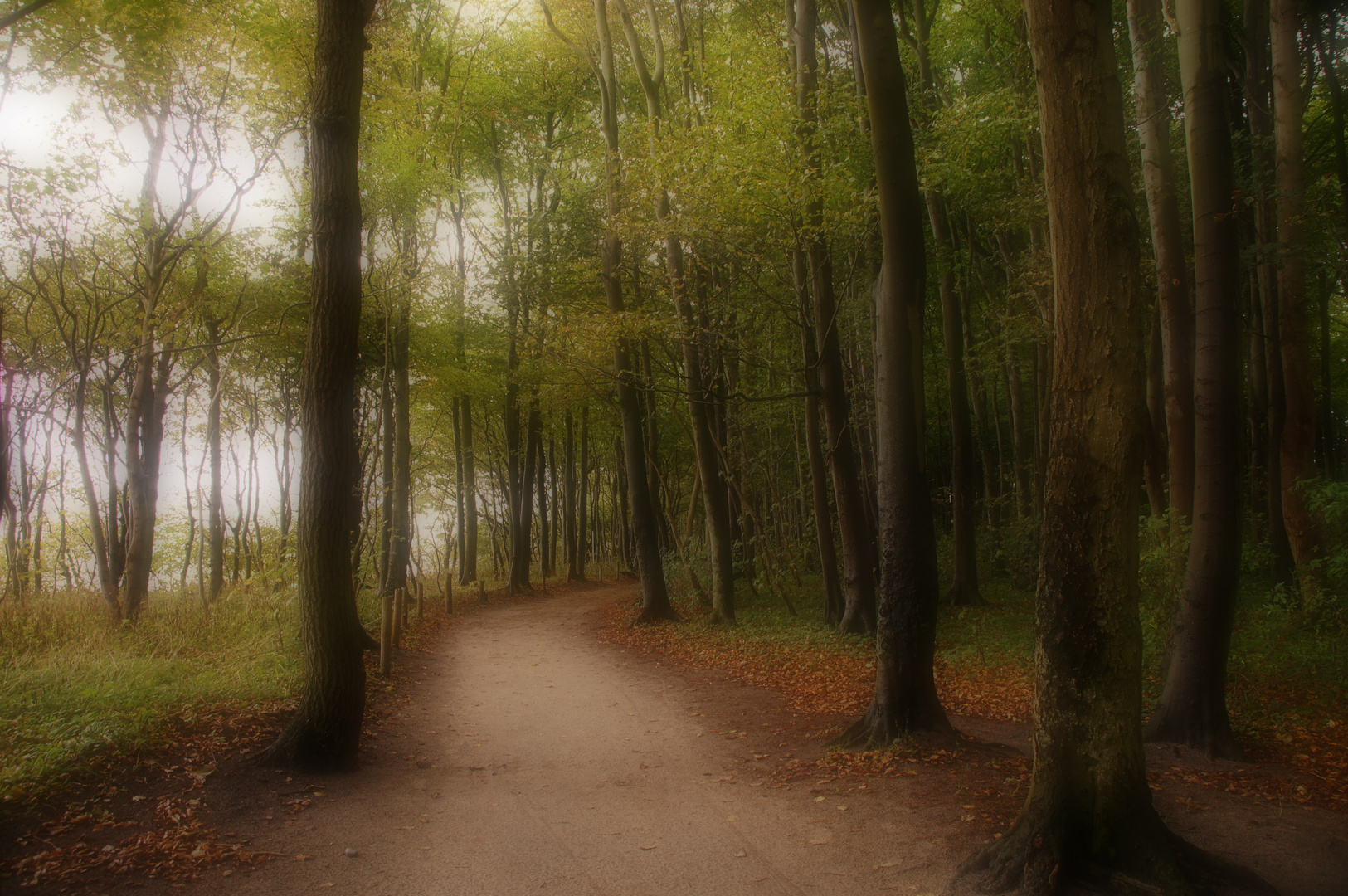 Wald am Meer