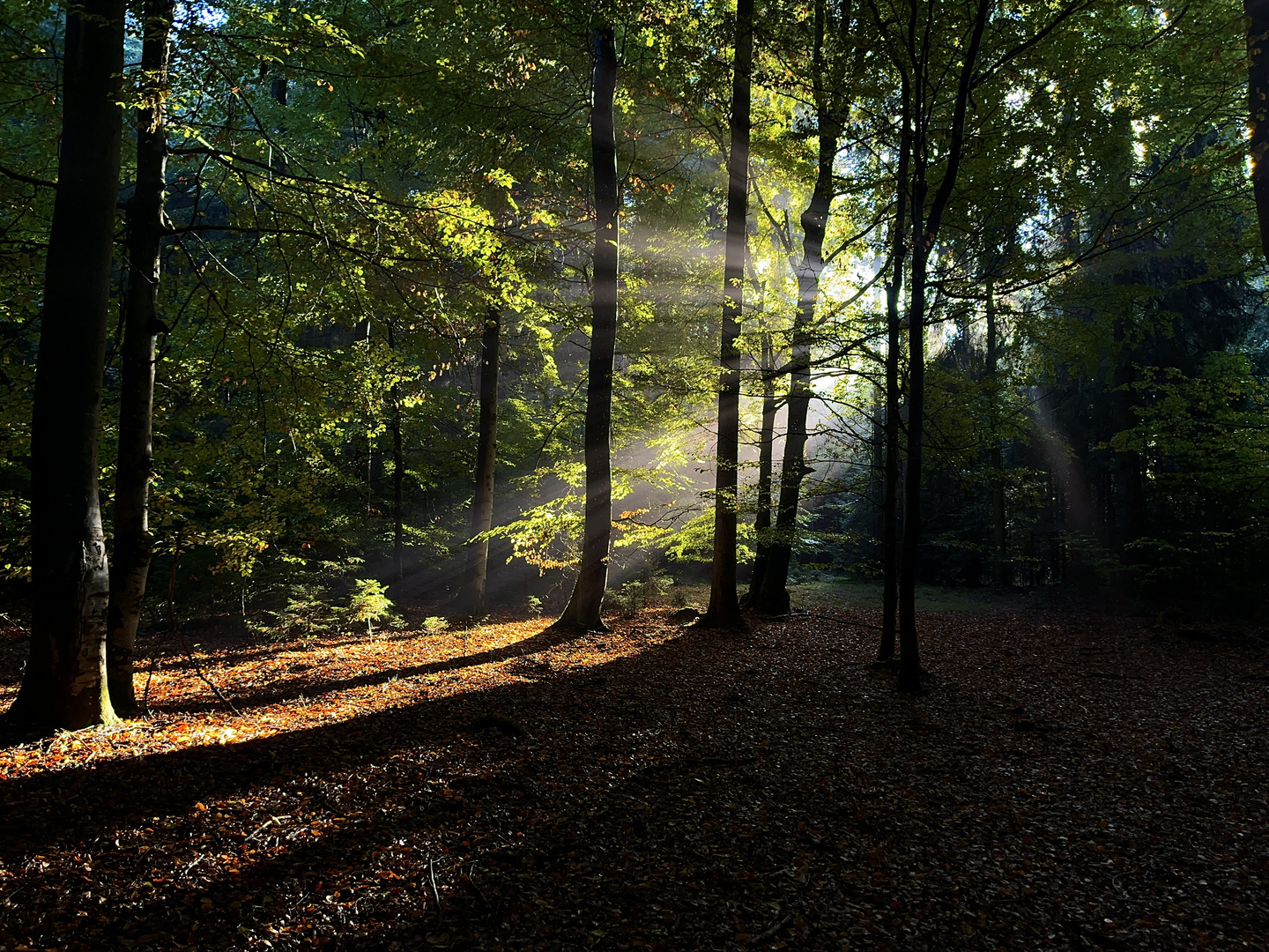 Wald am Morgen