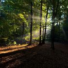 Wald am Morgen