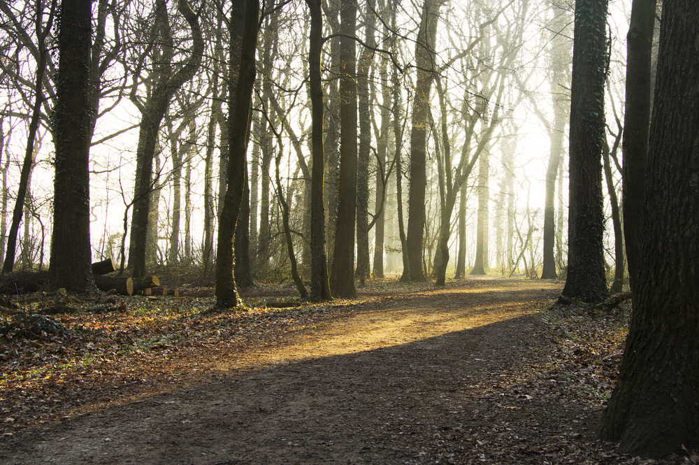 Wald am Morgen