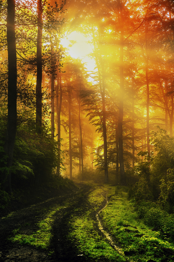 Wald am Foto & Bild landschaft, jahreszeiten, frühling Bilder