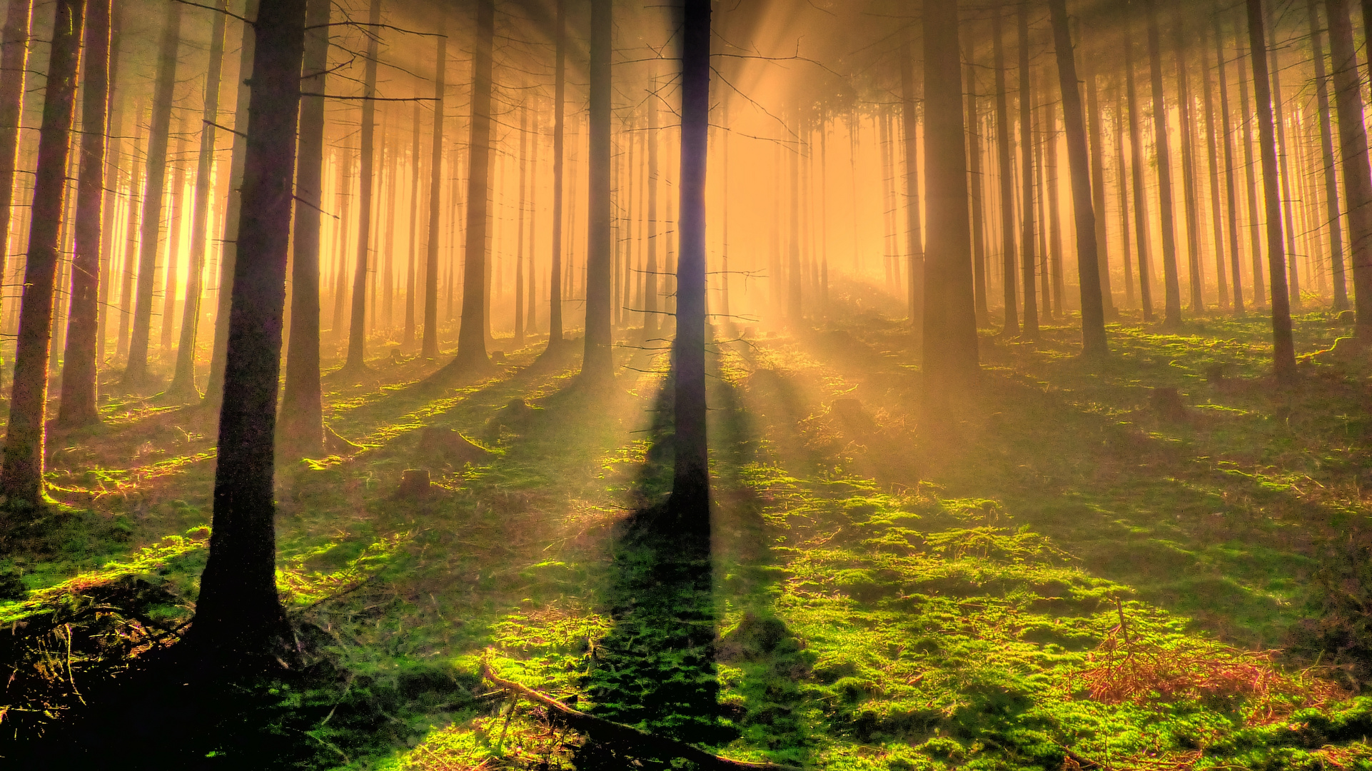 Wald am Foto & Bild landschaft, wald, natur Bilder auf