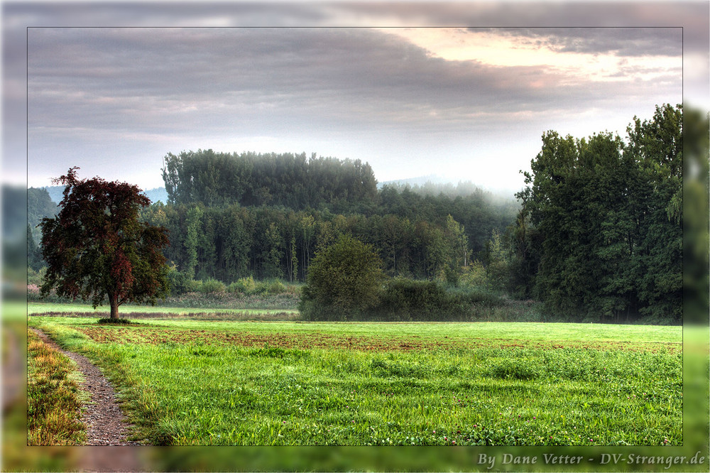 Wald am Morgen