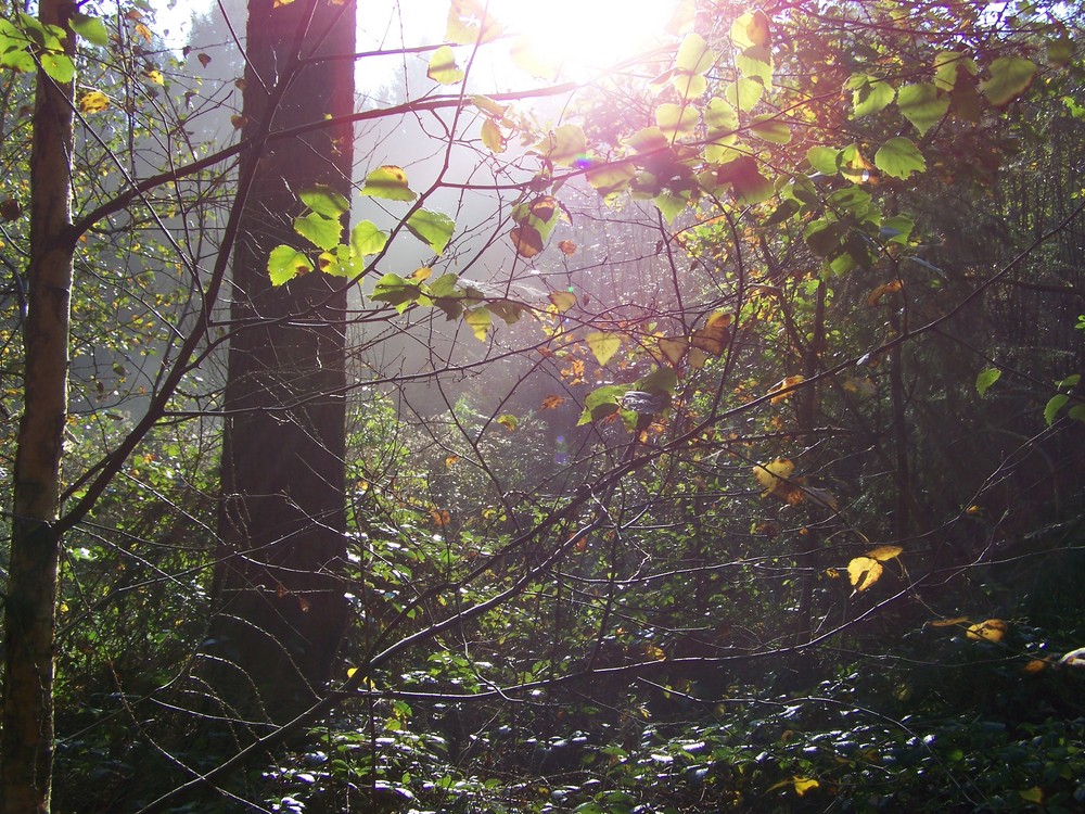 Wald am Morgen