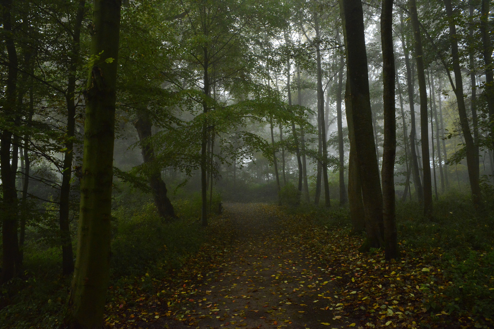 Wald am Morgen