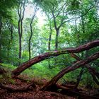 Wald am Ölberg