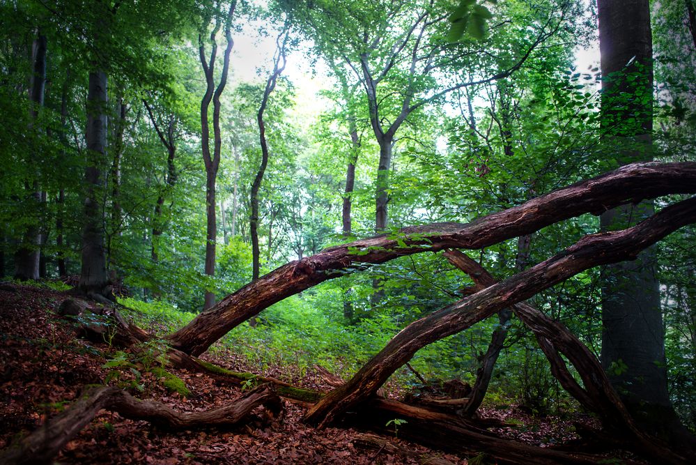 Wald am Ölberg