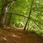 Wald am Plauer See