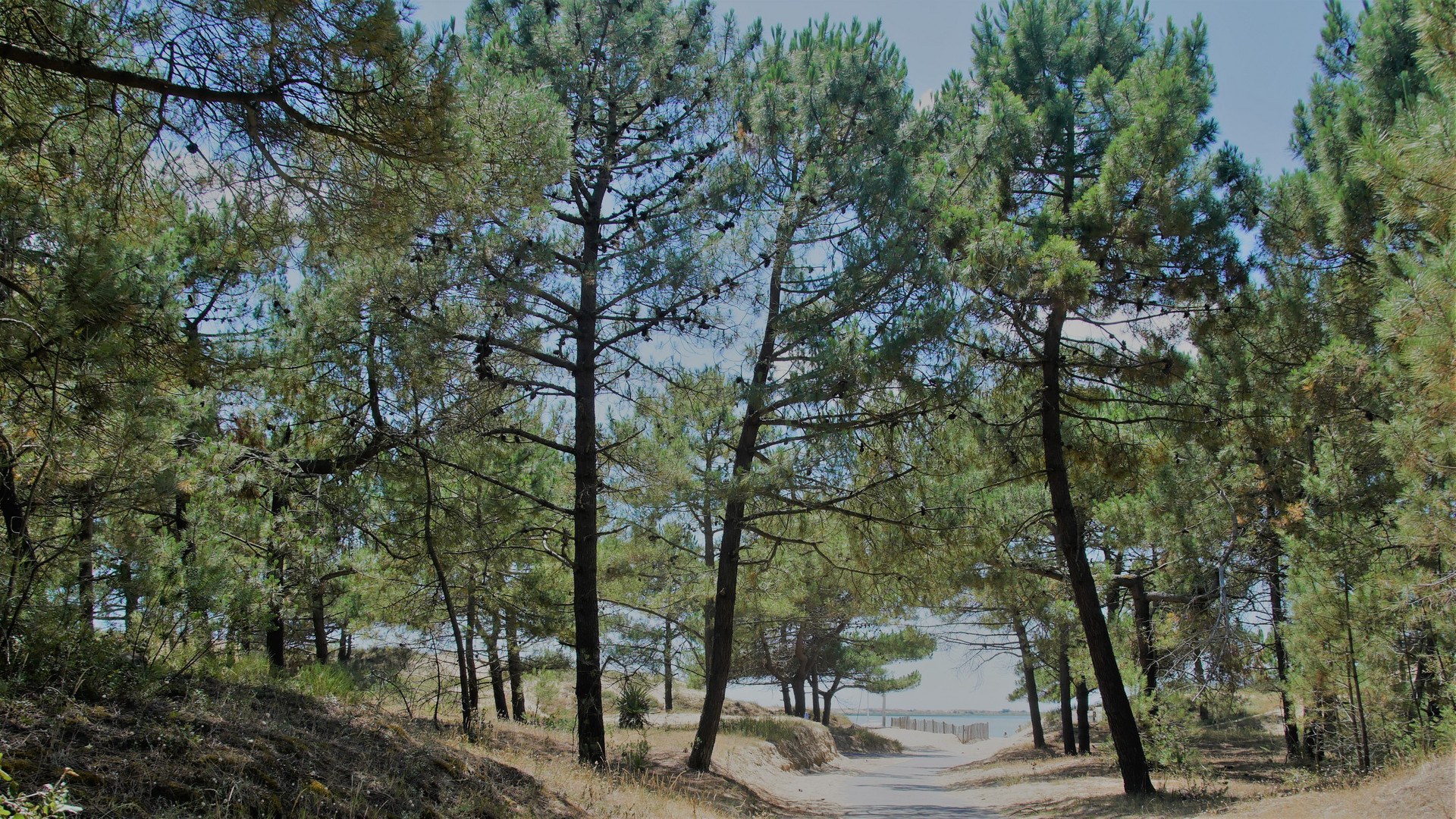 Wald am Rande des Atlantik:La Palmyre