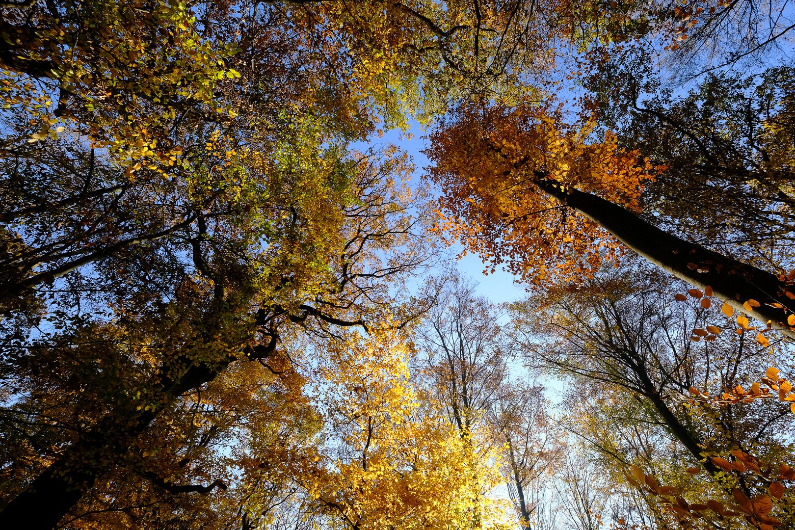 Wald am Röhmerhof