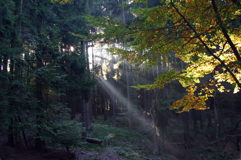 Wald am Rösterkopf