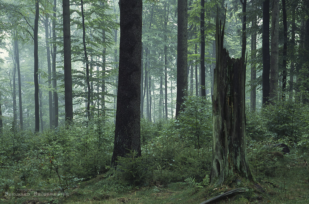 Wald am Rothaarsteig