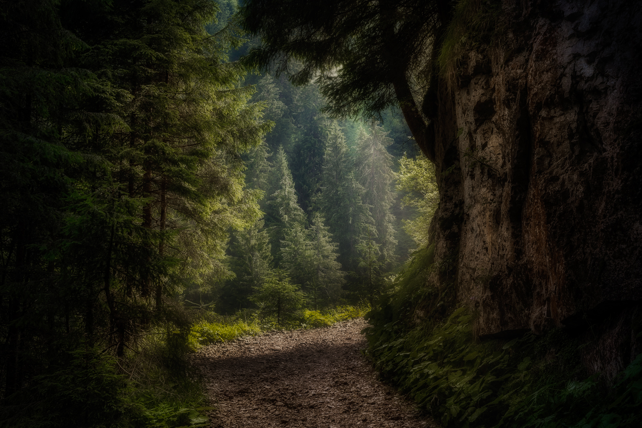 Wald am Schlern