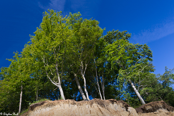 WALD AM STEILUFER