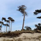 Wald am Strand