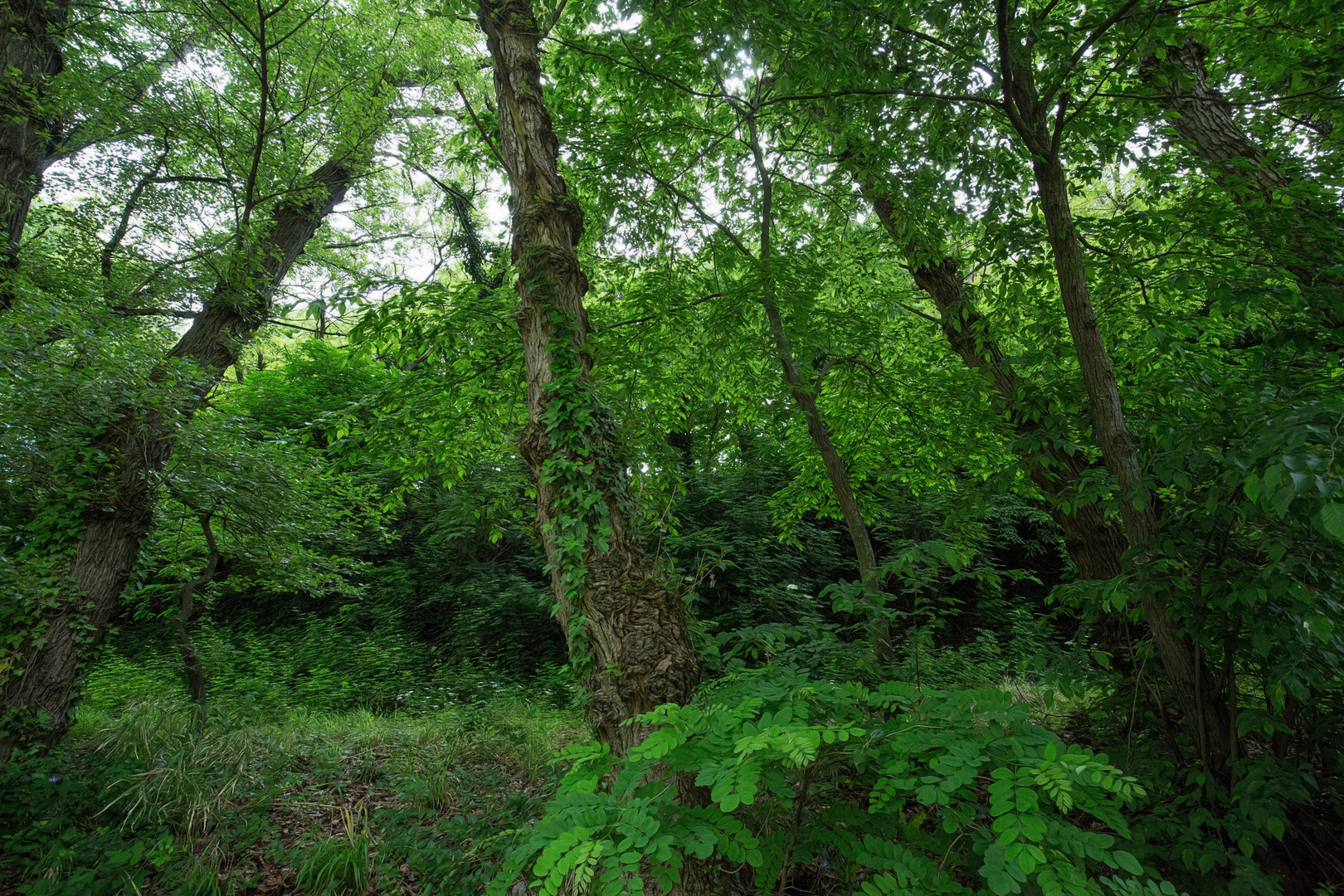 Wald am Ufer des Metauro