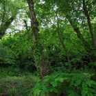 Wald am Ufer des Metauro