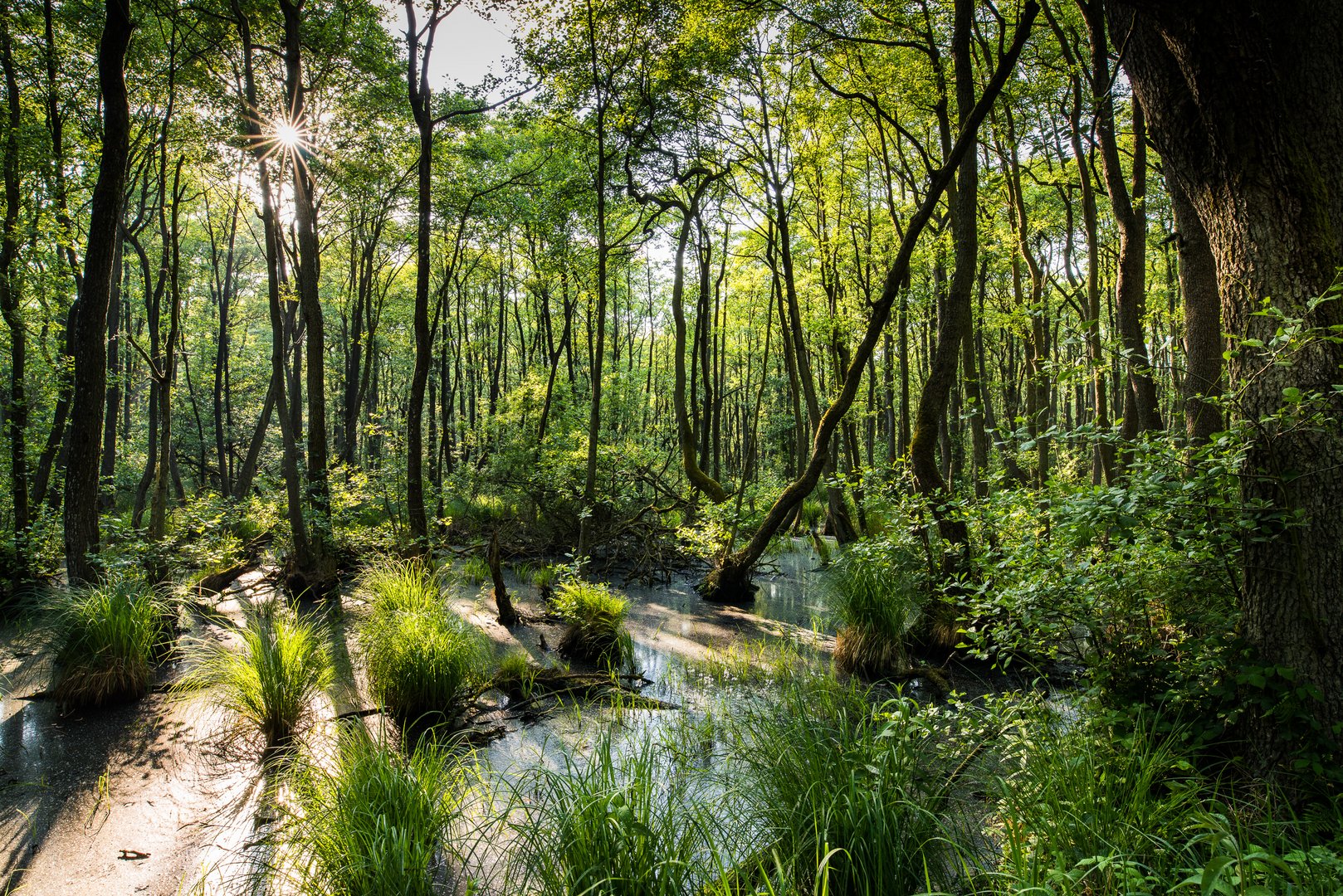 Wald am Weststrand 