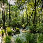 Wald am Weststrand 