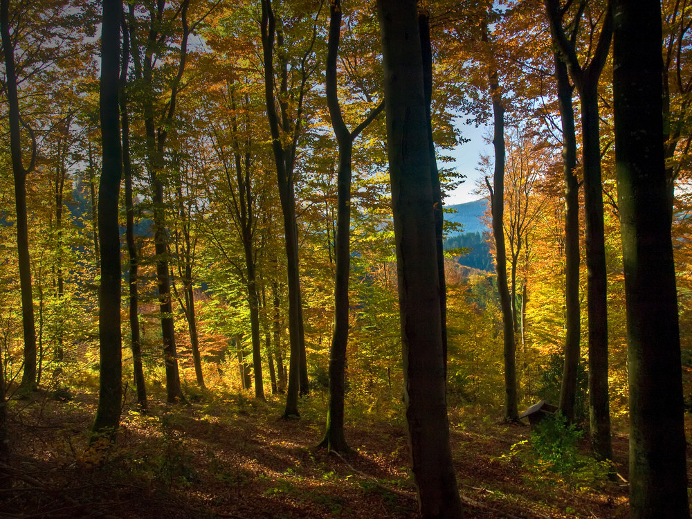 Wald an Allerheiligen