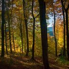 Wald an Allerheiligen