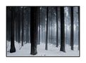 Wald an den Greifensteinen von Peter Wolf v. Miriquidi-Staufen