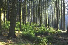Wald an der Brucher-Talsperre