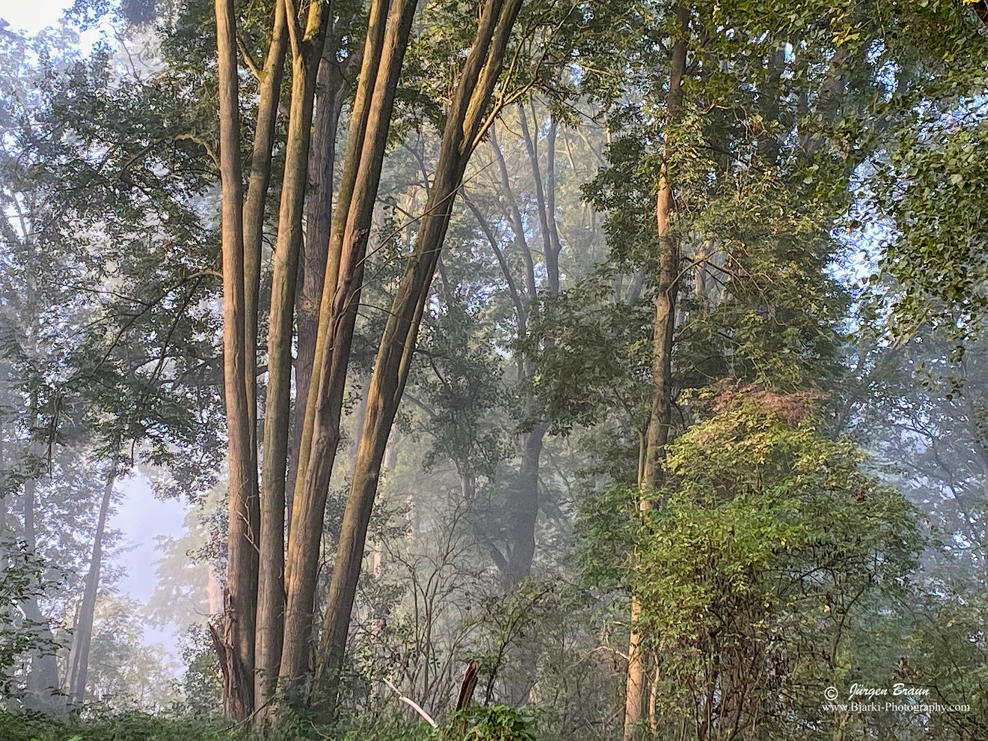 Wald an der Niers im Morgennebel