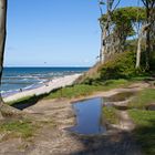 Wald an der Ostsee ...