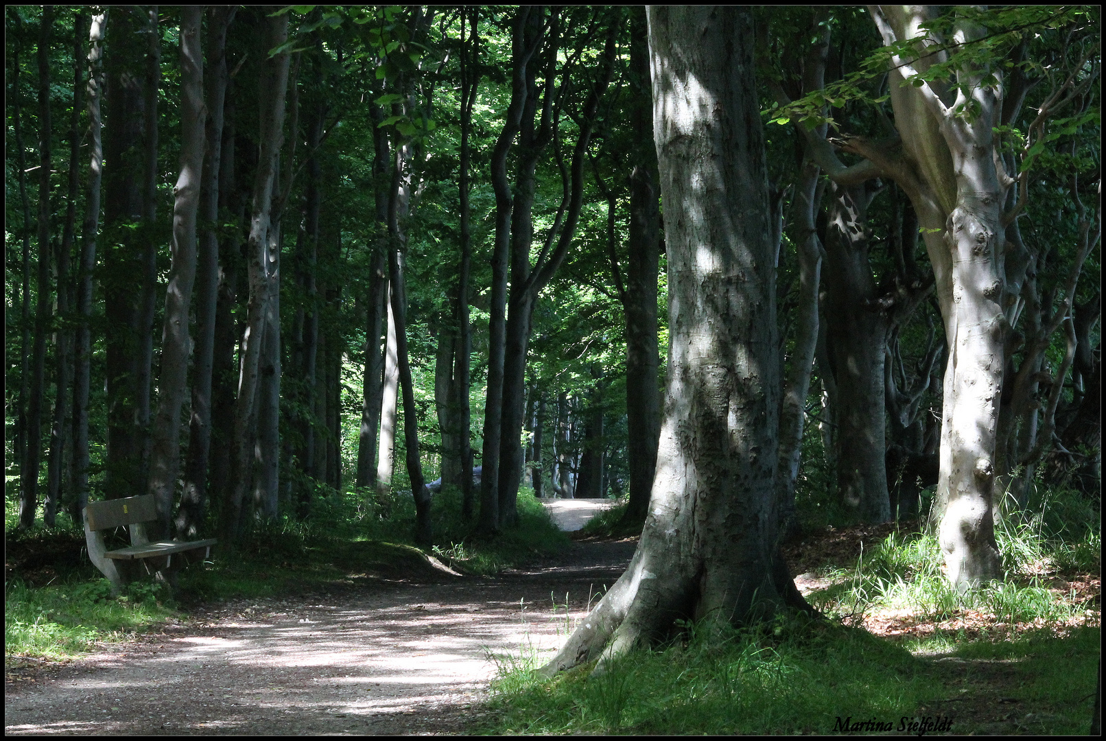 Wald an der Steilküste(Schwedeneck bei Kiel)