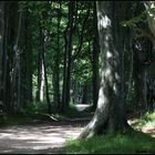 Wald an der Steilküste(Schwedeneck bei Kiel)