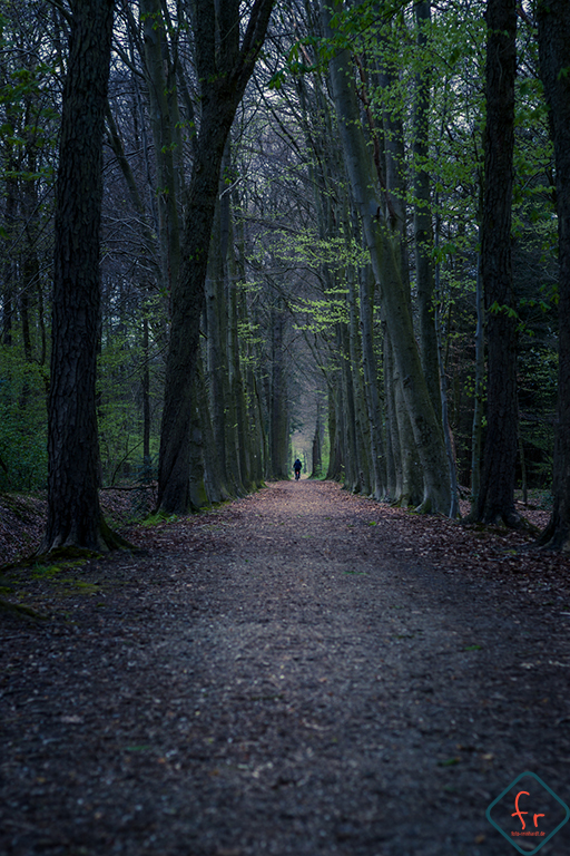 Wald an der Surenburg