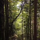 Wald an der Taborhöhe