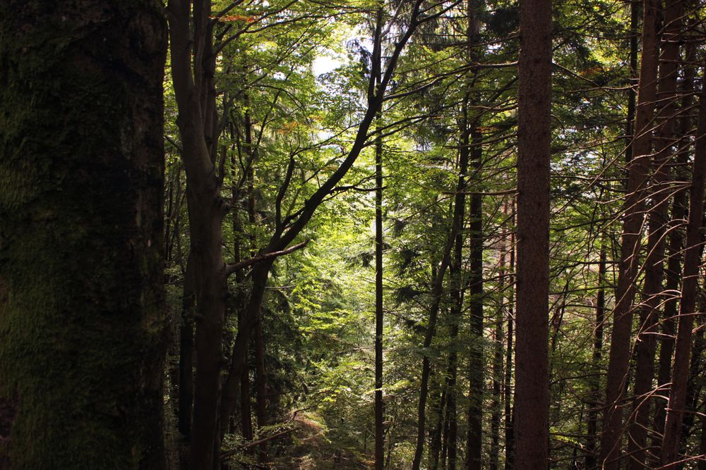 Wald an der Taborhöhe