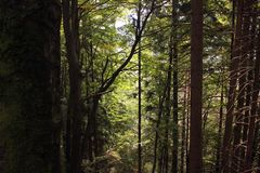 Wald an der Taborhöhe