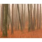 Wald - Aquarell