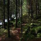 Wald (Arnafjord)