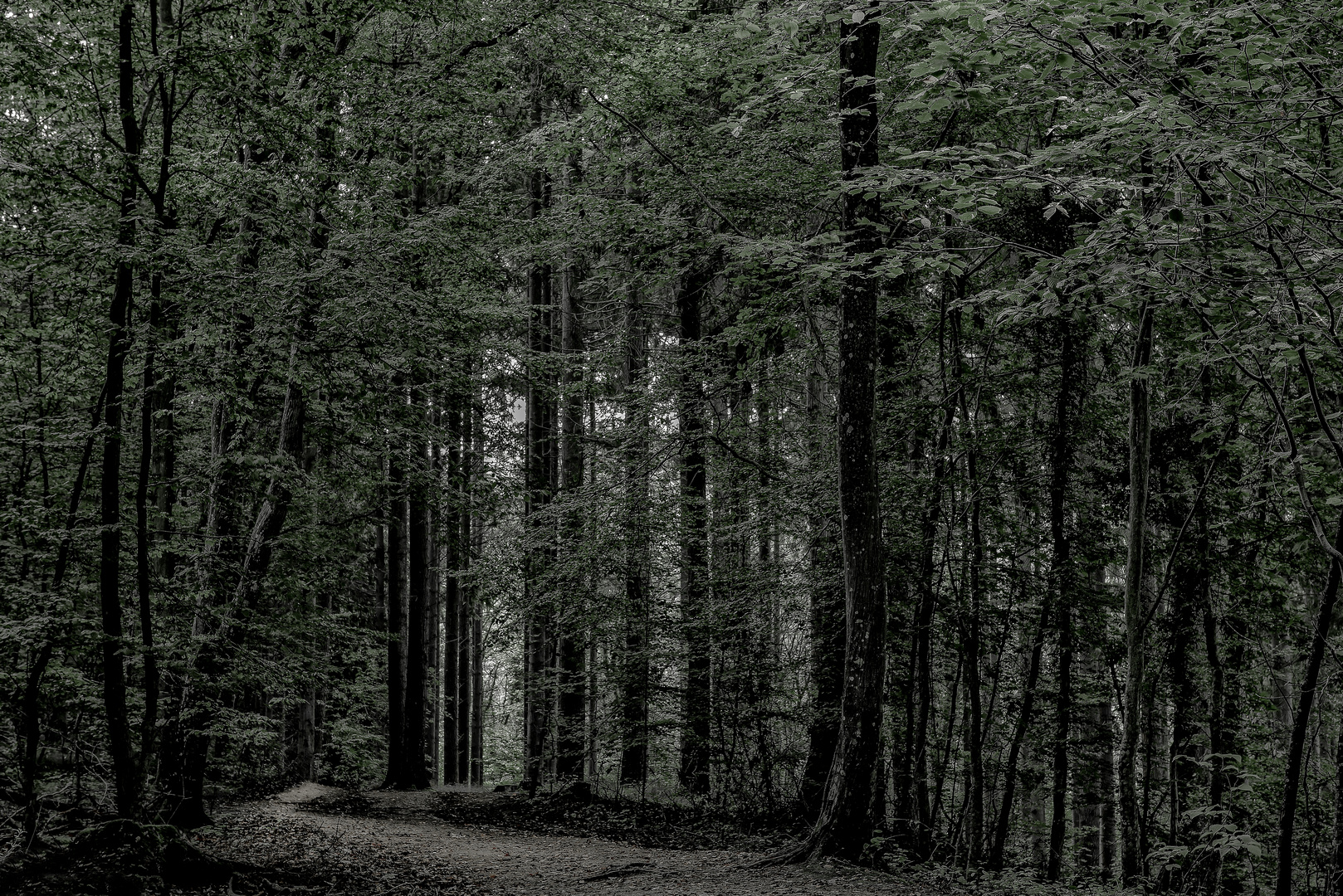 Wald auf Bornholm