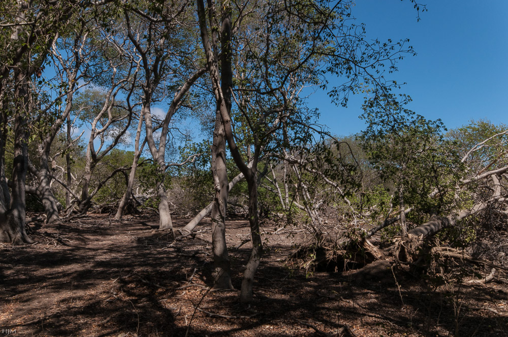 Wald auf Curaçao