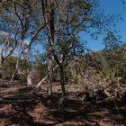 Wald auf Curaçao