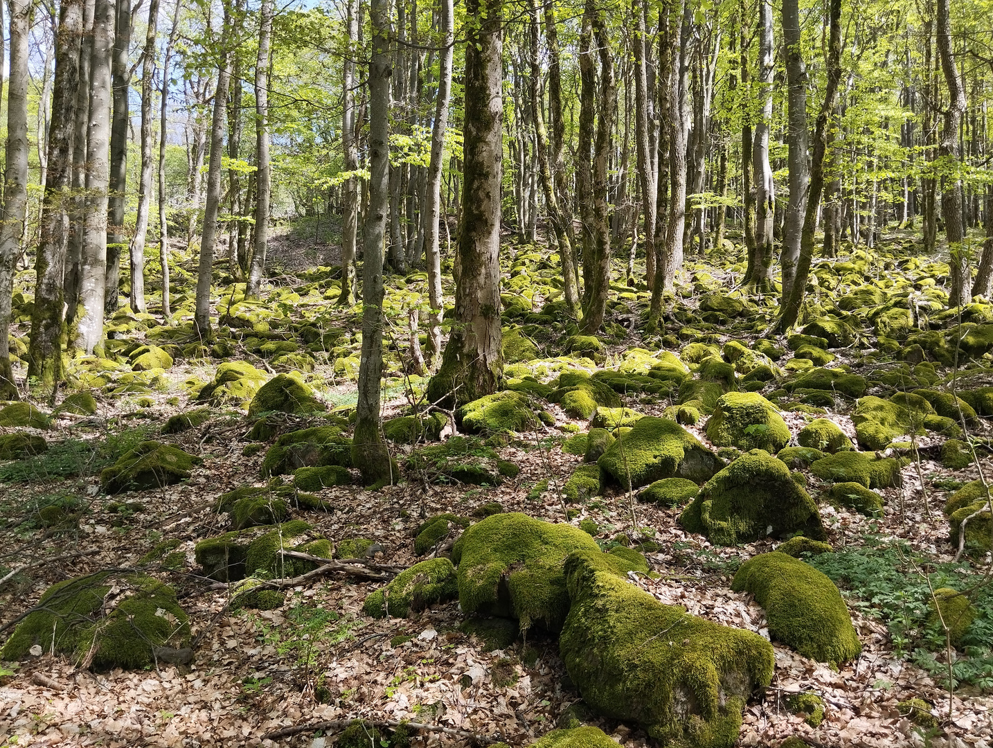 Wald auf dem Kreuzberg in der Rhön