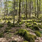 Wald auf dem Kreuzberg in der Rhön