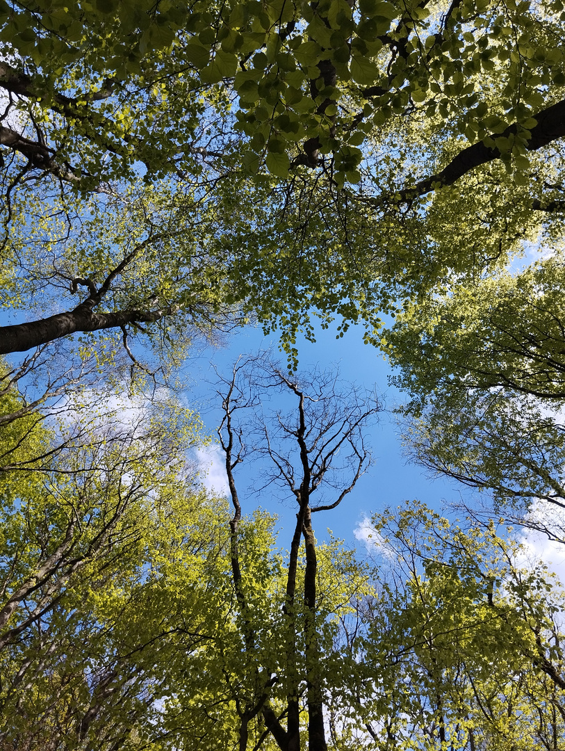 Wald auf dem Kreuzberg in der Rhön