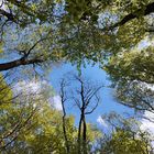 Wald auf dem Kreuzberg in der Rhön