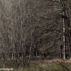 Wald auf dem Scheppel in Fuerth/Odenwald