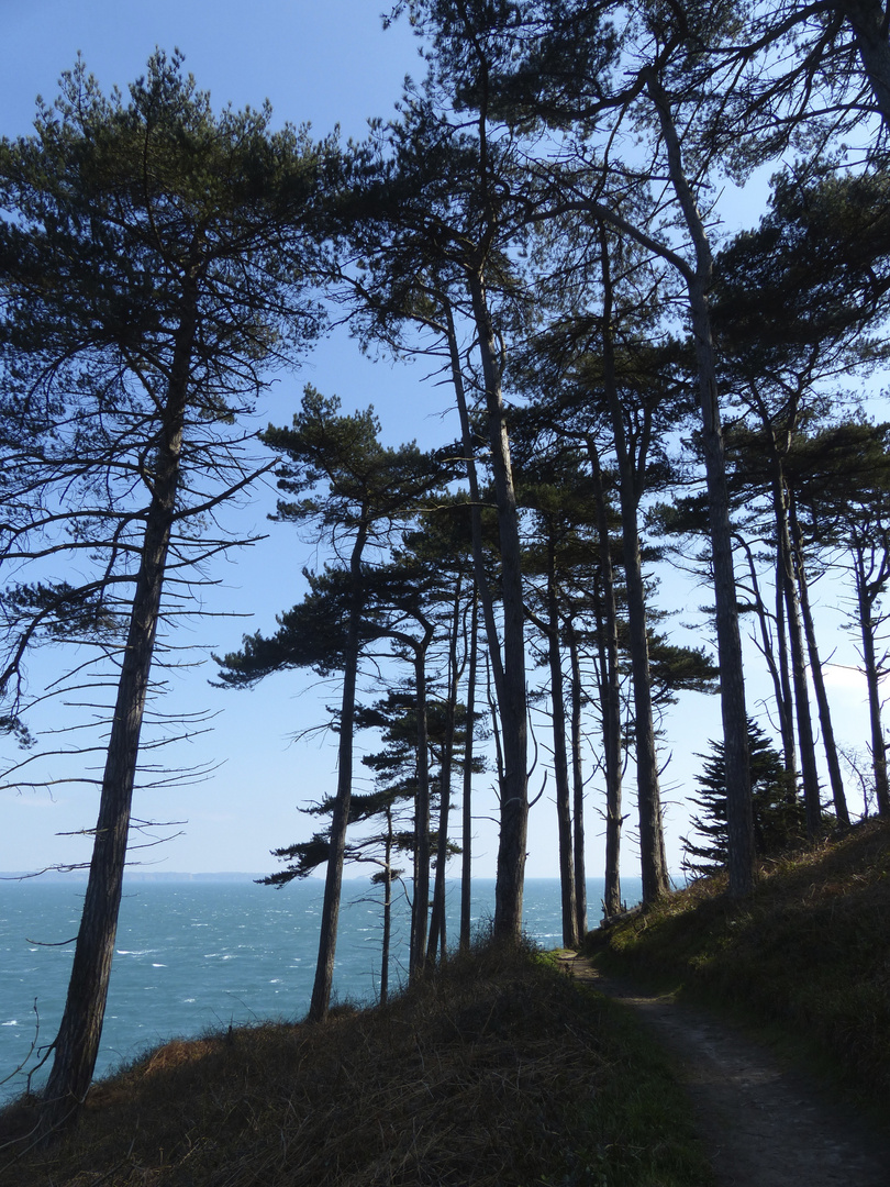 Wald auf den Klippen