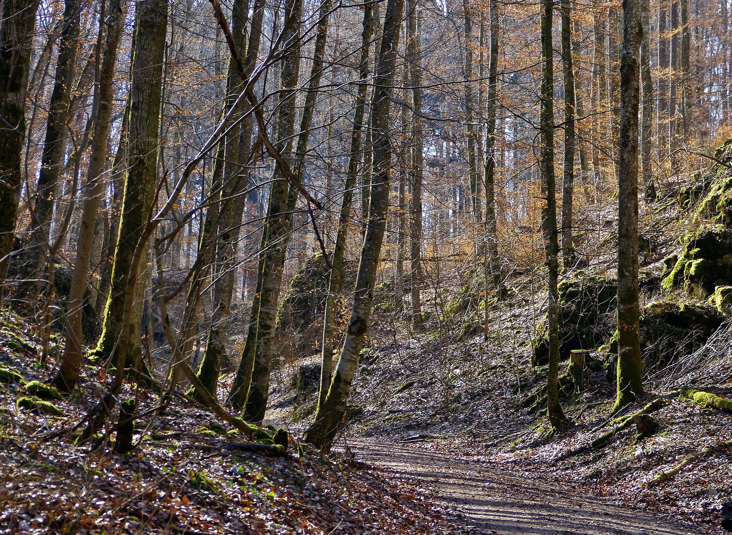 Wald auf der Alb *