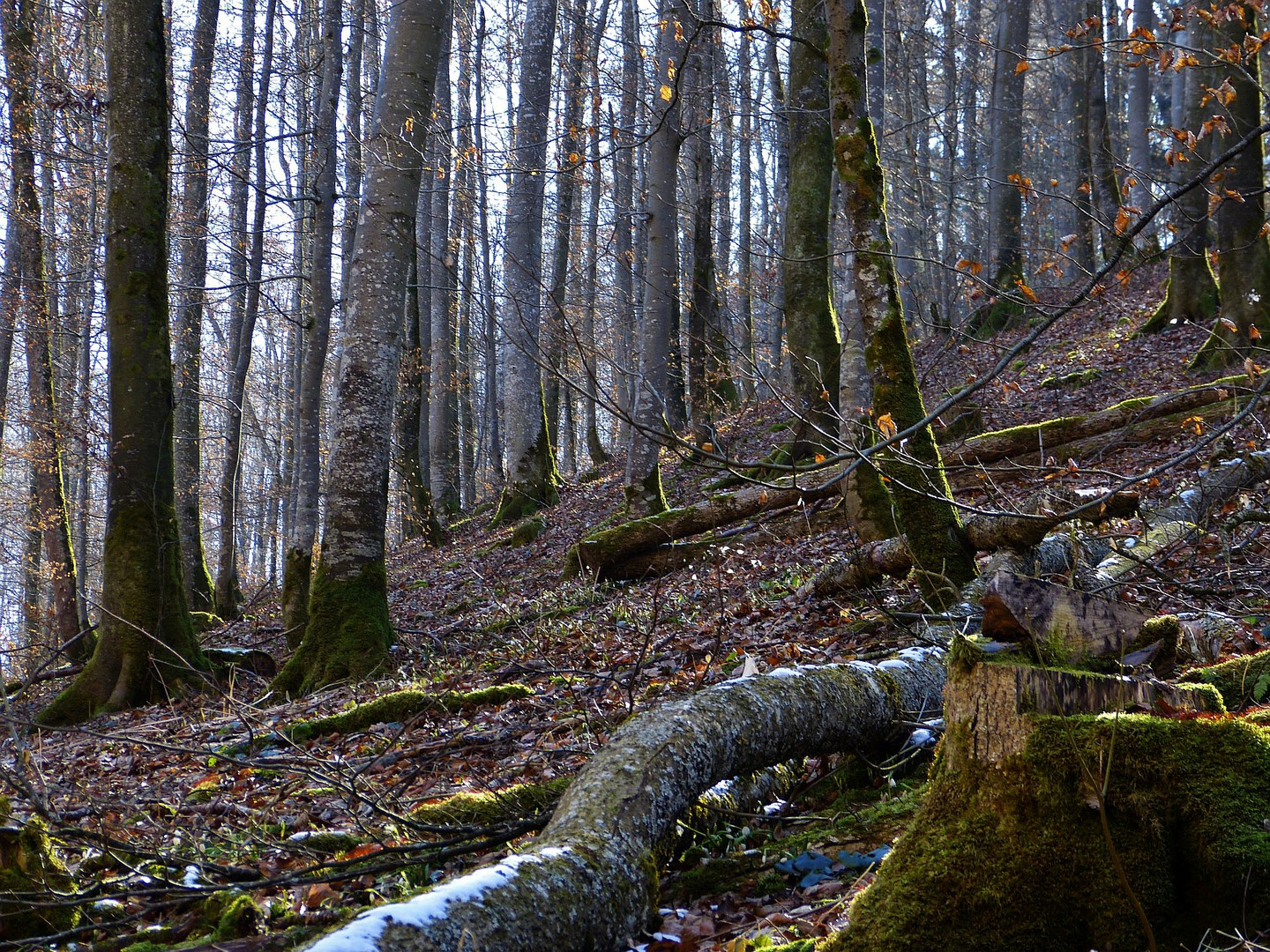 Wald auf der Alb**