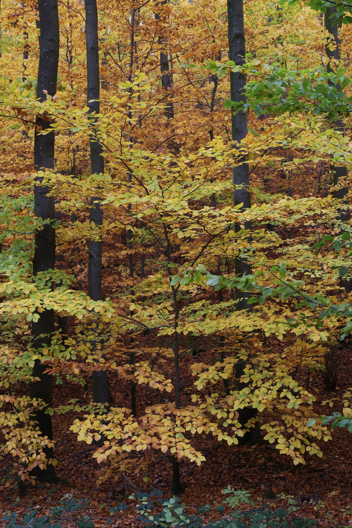 Wald auf der Halde (2019_11_13_7392_ji)